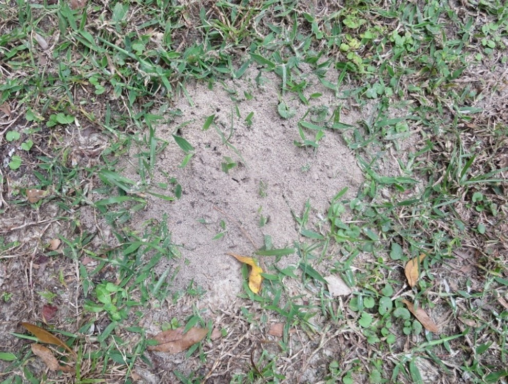fire ant mound