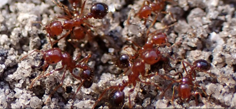 FIRE ANTS